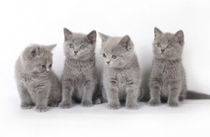Котенок британец. Котенок голубой британец. Голубые британские котята. Котята голубого окраса             